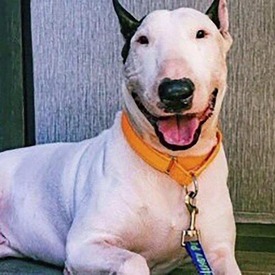 Gov. DeSantis signs law imposing tougher penalties for abandoning pets during disasters